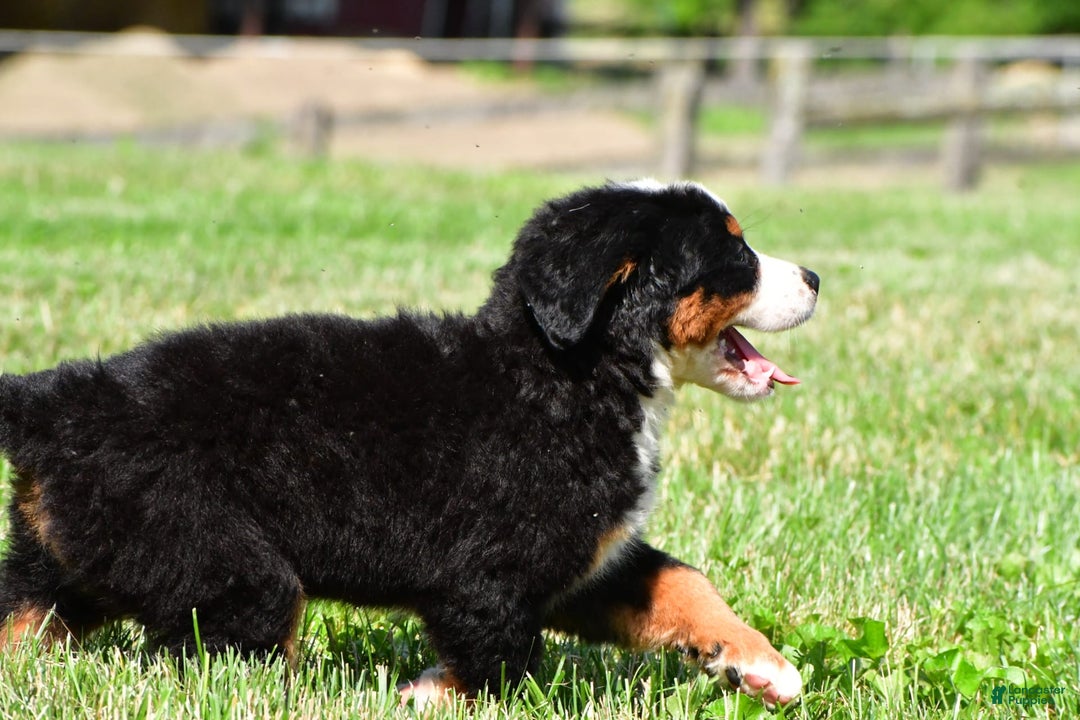 Bernese Mountain Dog dogs for sale: Bella - Image 8