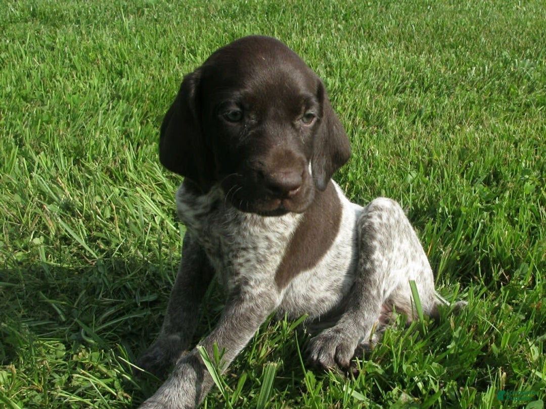 German Shorthaired Pointer dogs for sale: Twilight - Image 2