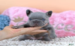 French Bulldog dogs for sale: Dylan - Image 8