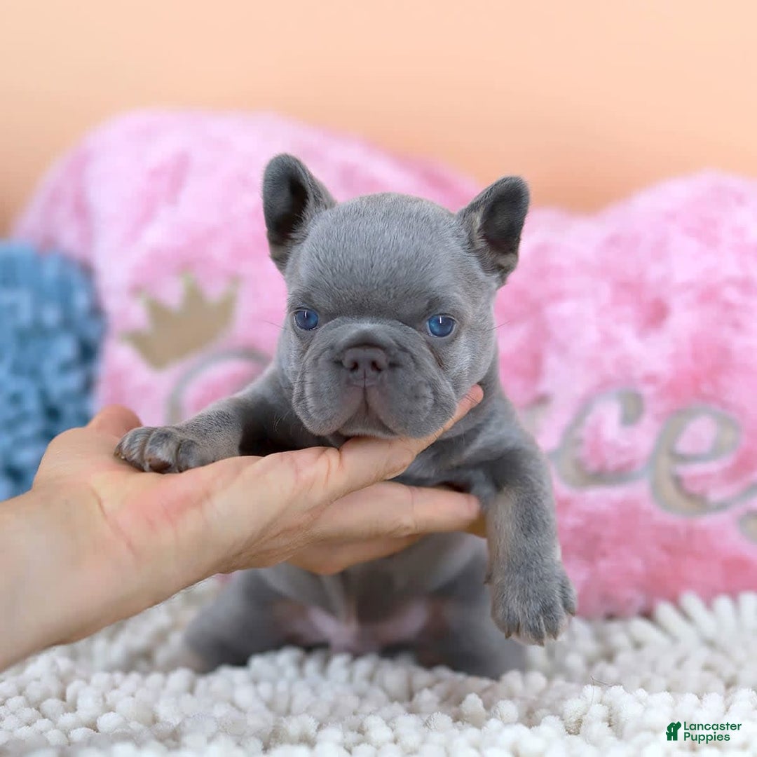 French Bulldog dogs for sale: Dylan - Image 8