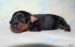 Dachshund dogs for sale: Raven Girl 2 - Image 5