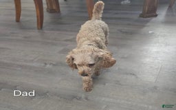 Toy Poodle dogs for sale: Max - Image 7