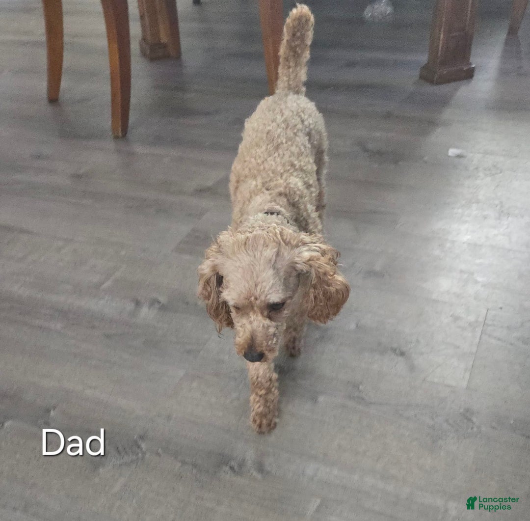 Toy Poodle dogs for sale: Max - Image 7