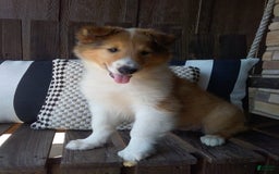 Collie dogs for sale: Bridget - Image 8