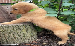 Golden Retriever dogs for sale: Golden Retriever 7 puppies - Image 12