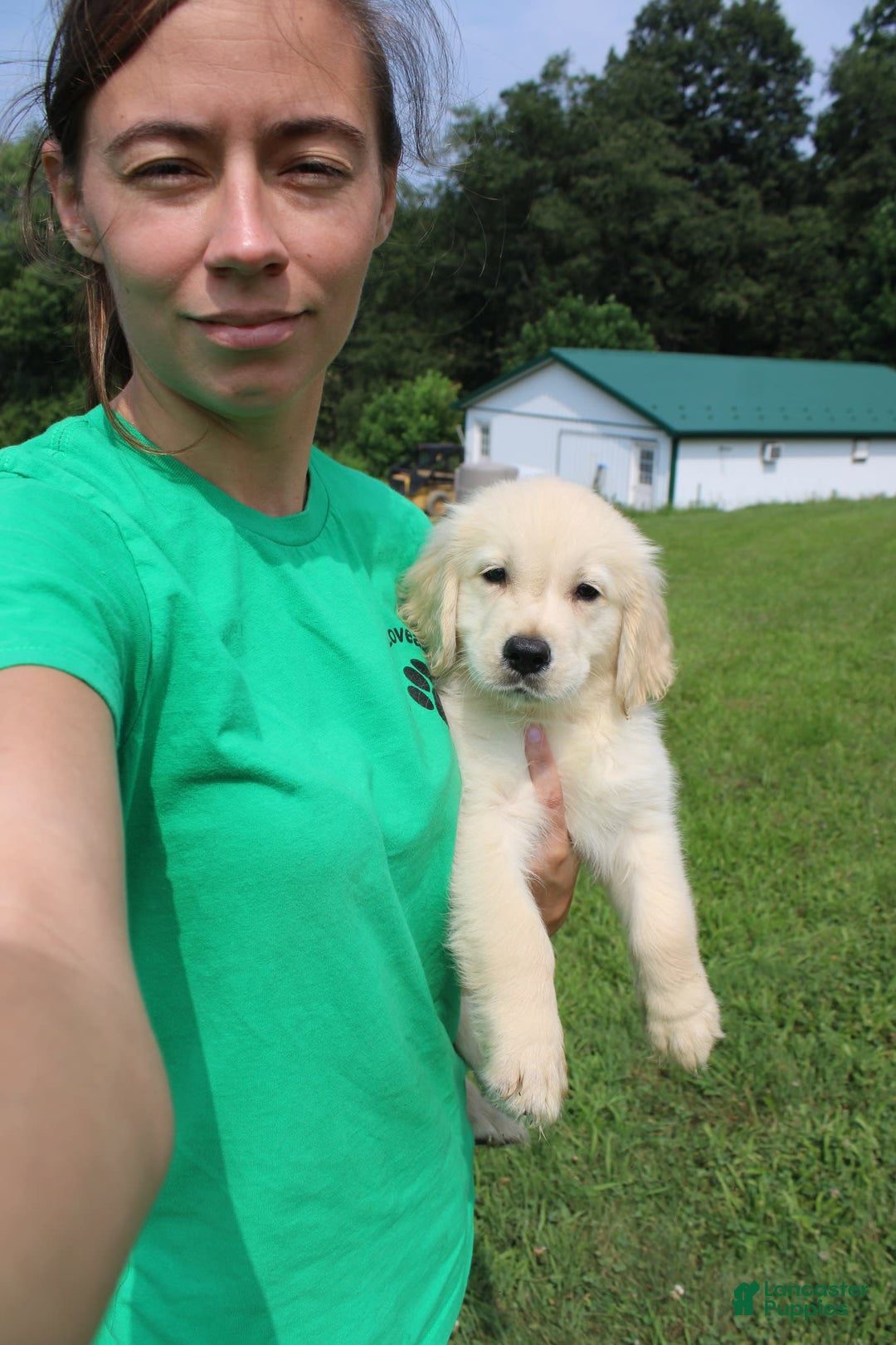 Golden Retriever dogs for sale: Caribou - Image 9