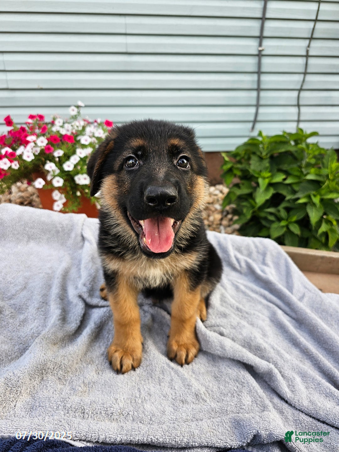 German Shepherd dogs for sale: Justin - Image 3