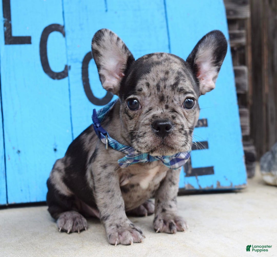 French Bulldog dogs for sale: Fletcher - Image 4