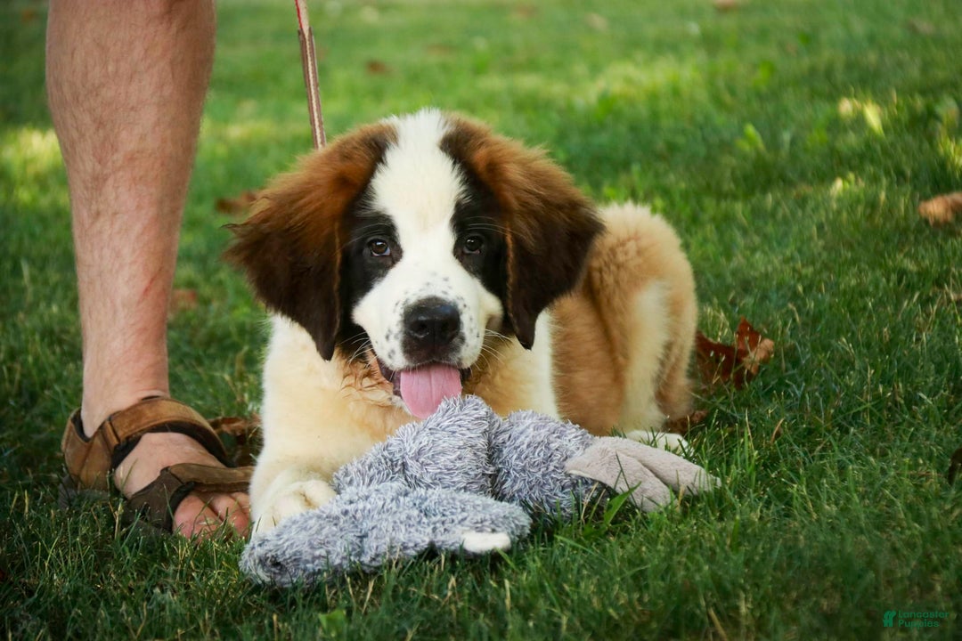 Saint Bernard dogs for sale: Madison - Image 15
