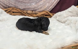 Cockapoo dogs for sale: Nigel - Image 10