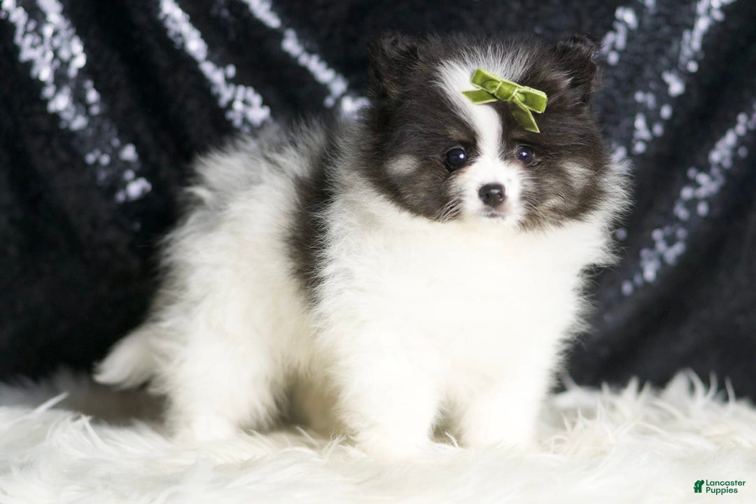 Pomeranian dogs for sale: Bingo - Image 1