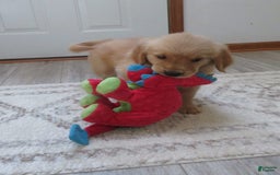Golden Retriever dogs for sale: Truffle - Image 10