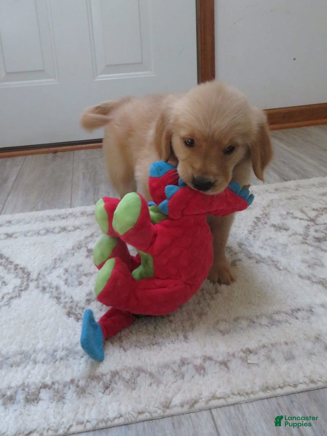 Golden Retriever dogs for sale: Truffle - Image 10
