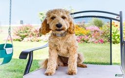 Goldendoodle dogs for sale: Charlotte - Image 7