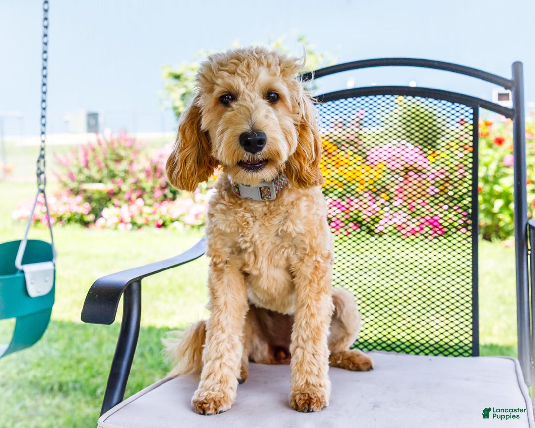 Goldendoodle dogs for sale: Charlotte - Image 7