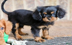 Cavalier King Charles Spaniel dogs for sale: Bentley - Image 6