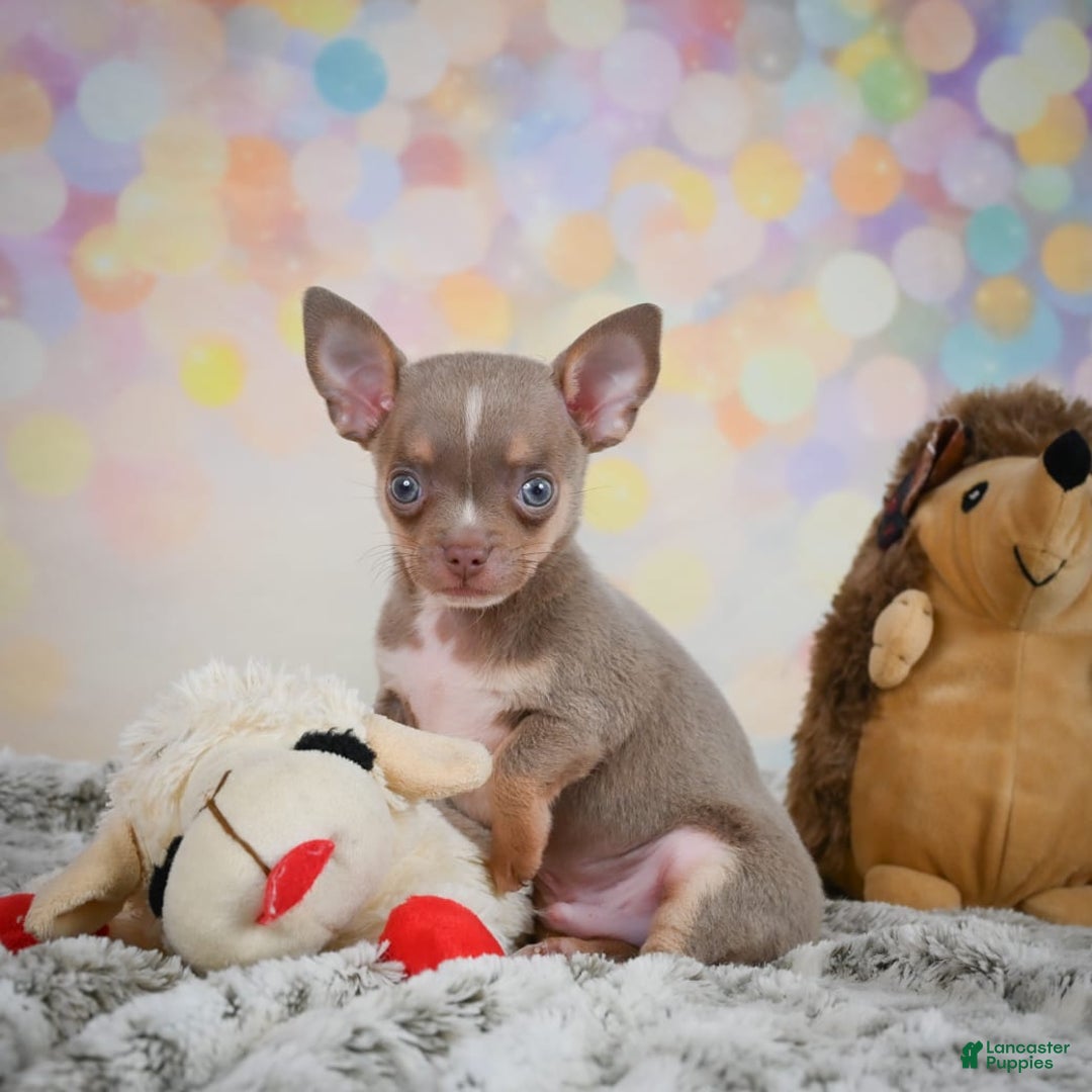 Chihuahua dogs for sale: Tobis - Image 6
