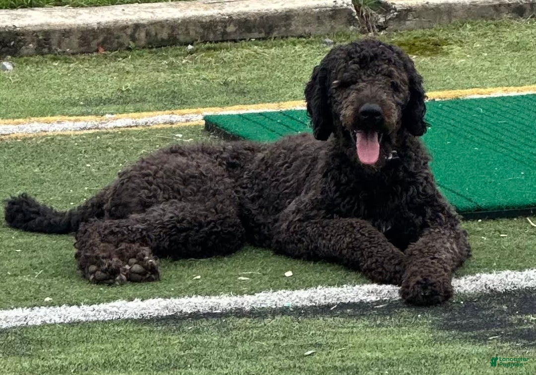 Standard Poodle dogs for sale: Georgie - Image 3