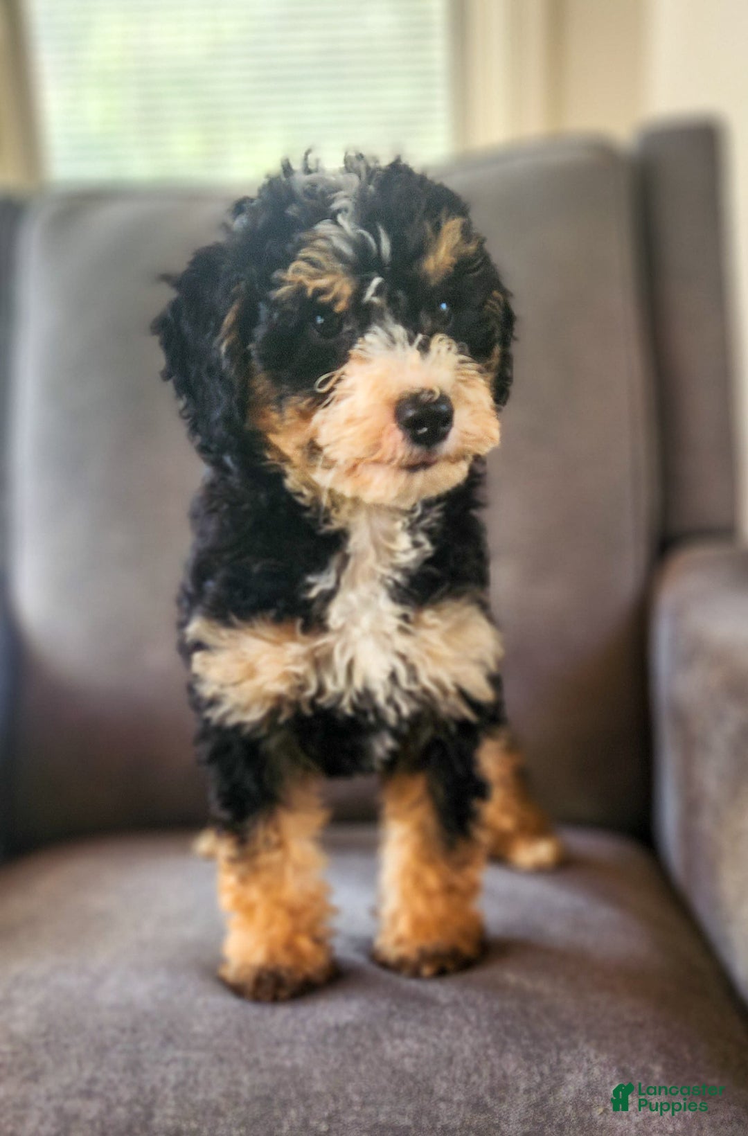 Mini Bernedoodle dogs for sale: Courtney - Image 7
