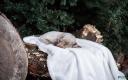 Miniature Dachshund dogs for sale: Isabella Dapple Boy - Image 2