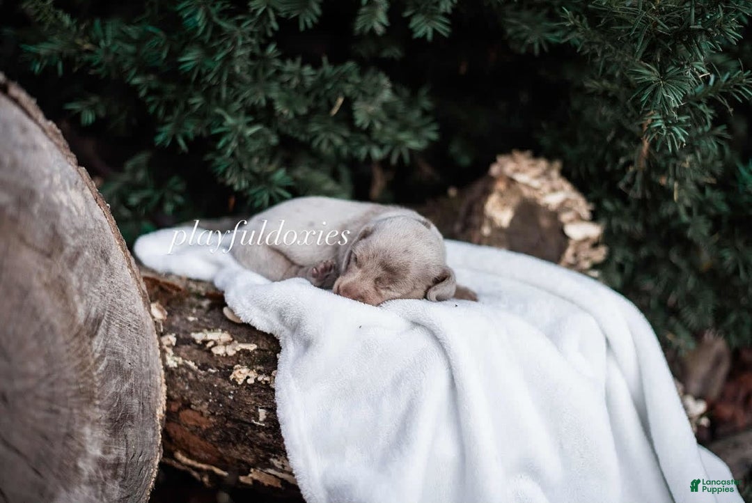 Miniature Dachshund dogs for sale: Isabella Dapple Boy - Image 2
