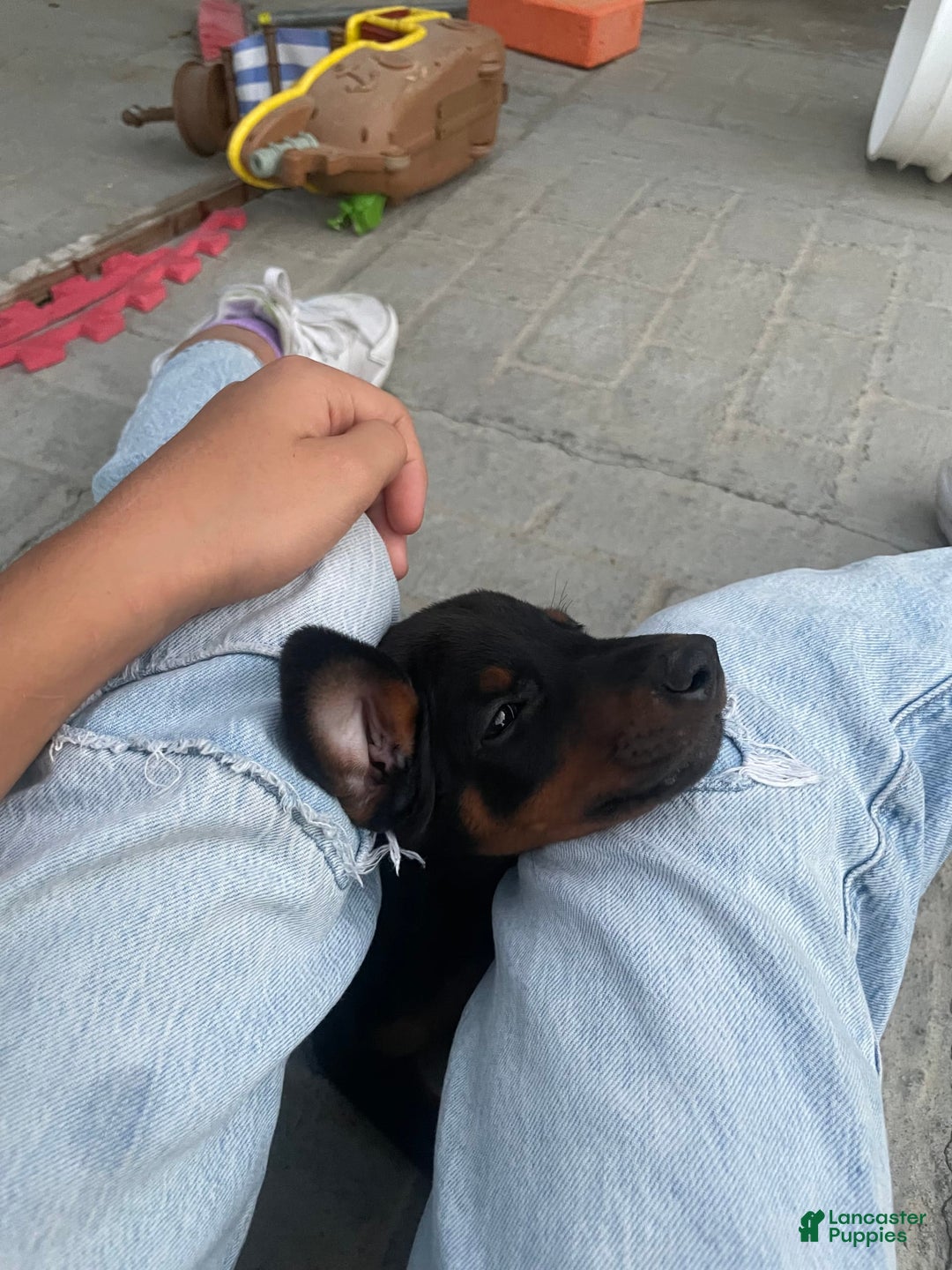Doberman Pinscher dogs for sale: Girl 1 - Image 3