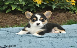Welsh Corgi Pembroke dogs for sale: Salty - Image 3