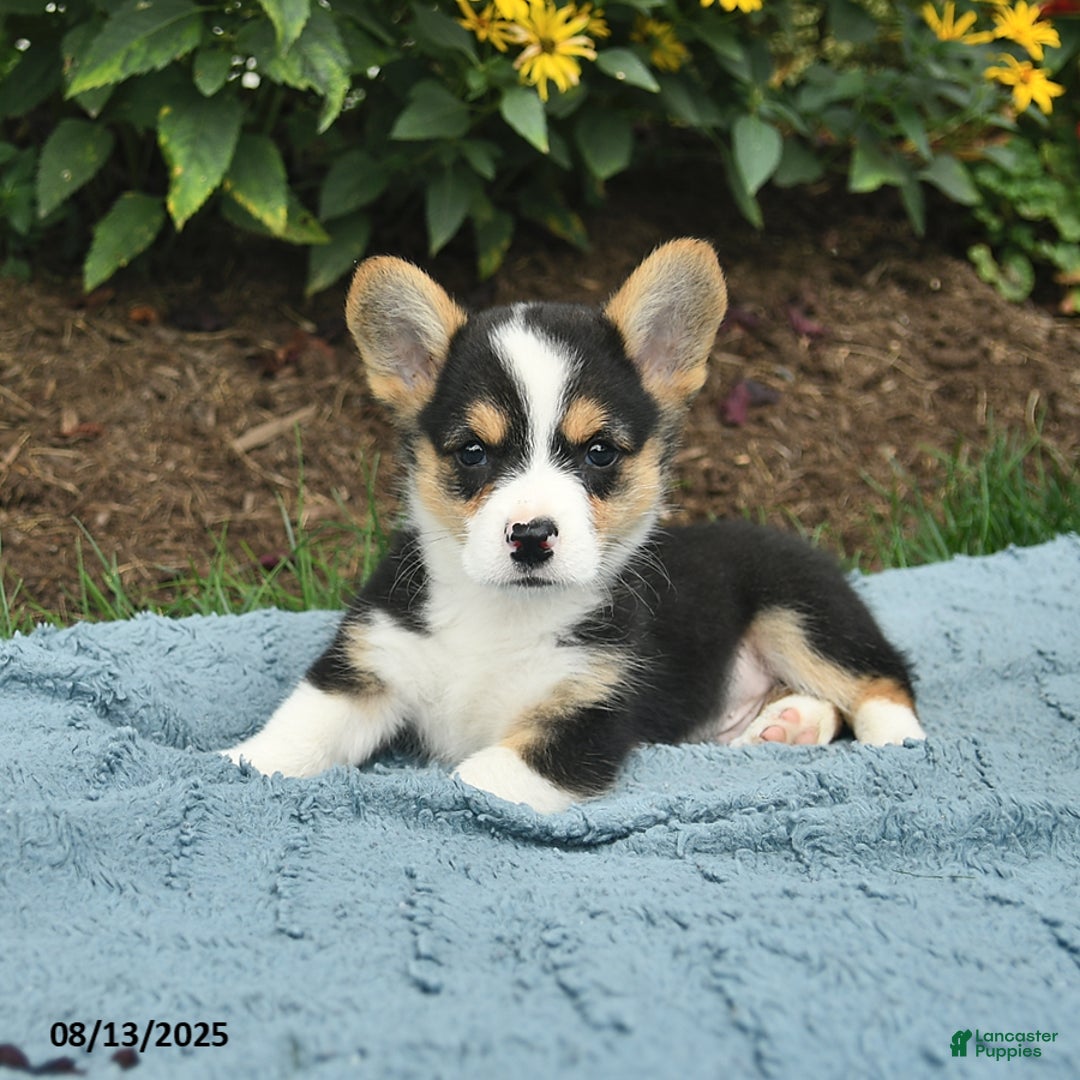 Welsh Corgi Pembroke dogs for sale: Salty - Image 3