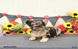 French Bulldog dogs for sale: Harley - Image 5