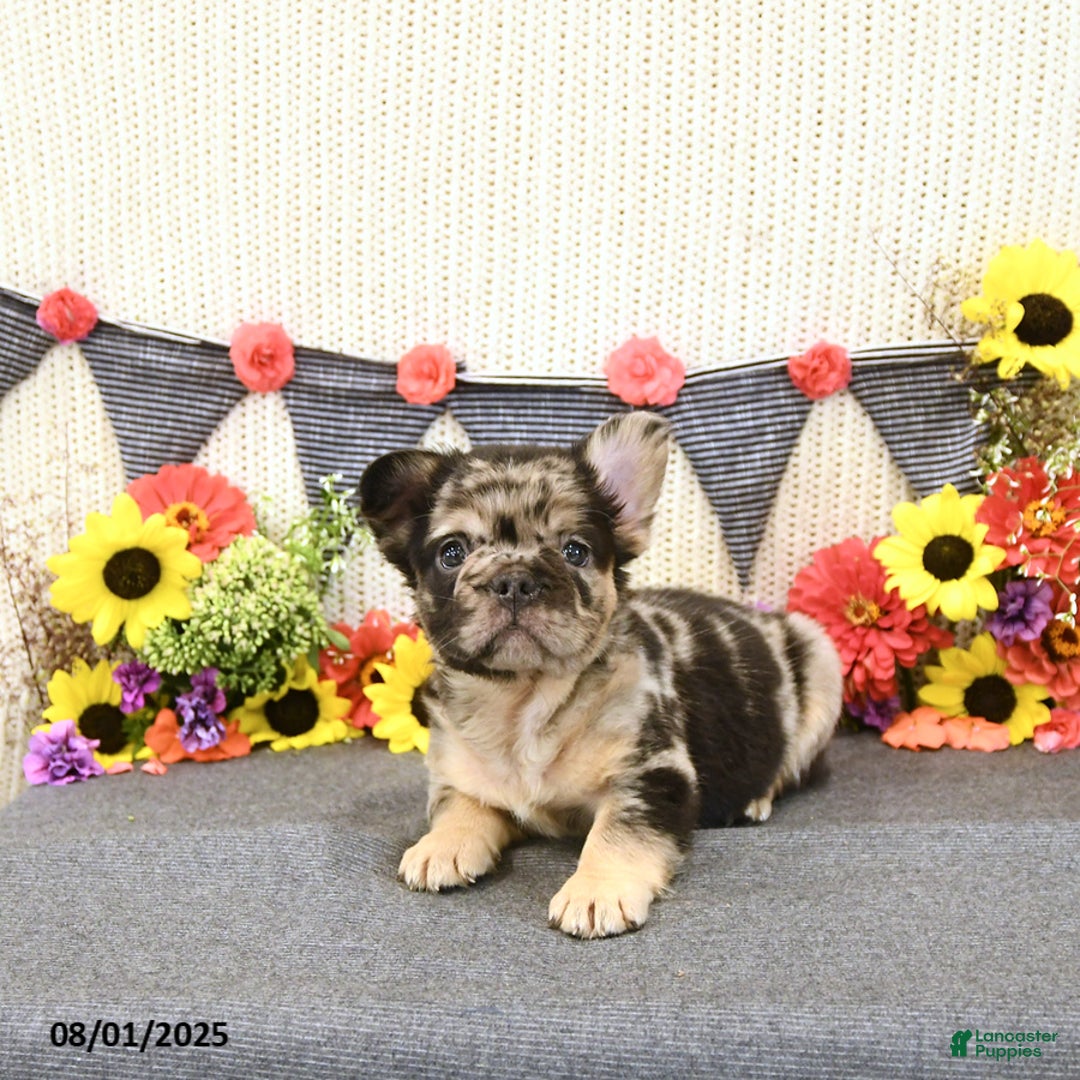 French Bulldog dogs for sale: Harley - Image 5