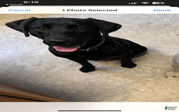 Labrador Retriever dogs for sale: Bella - Image 2