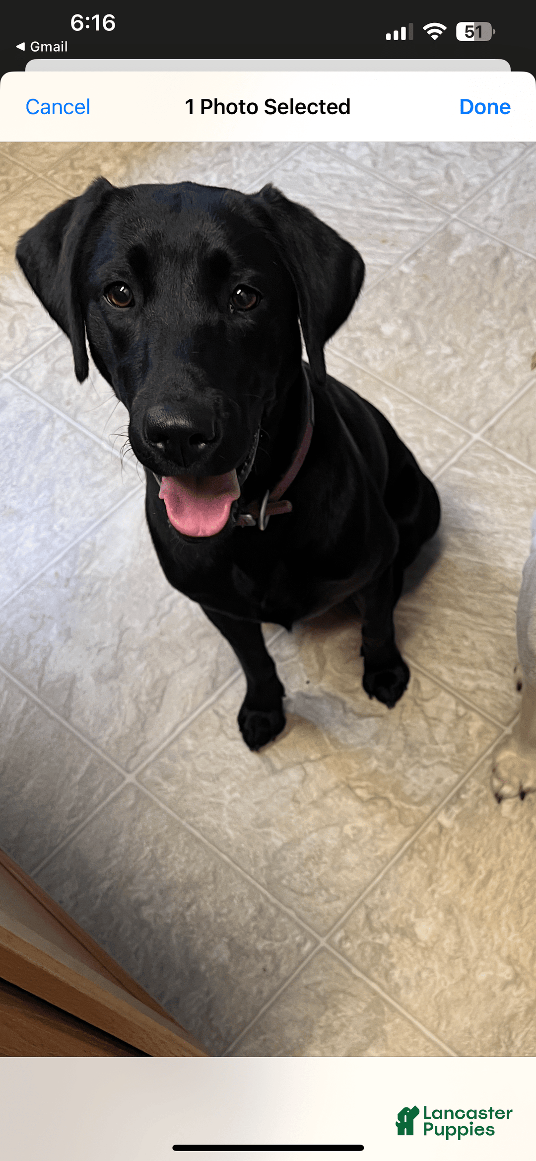 Labrador Retriever dogs for sale: Bella - Image 2