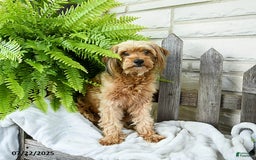 Yorkiepoo dogs for sale: Maddi - Image 1