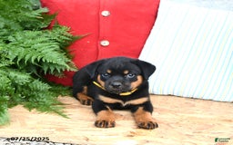 Rottweiler dogs for sale: Ruby - Image 5