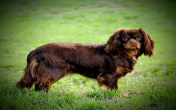 Cavalier King Charles Spaniel dogs for sale: Wilson - Image 9