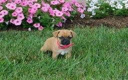 Jug dogs for sale: Peony - Image 1