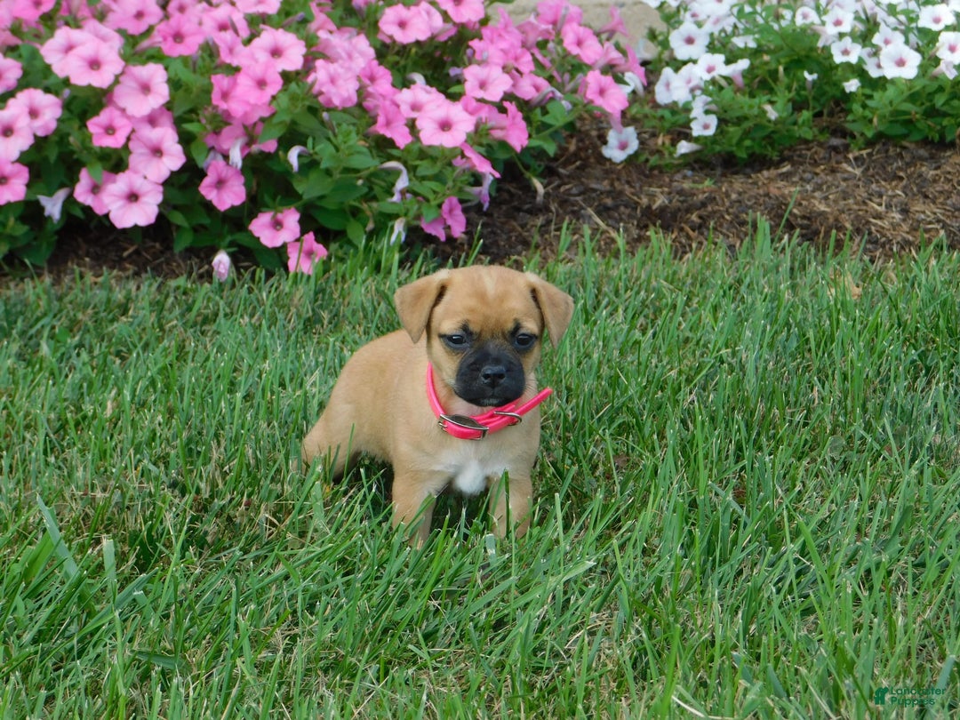 Jug dogs for sale: Peony - Image 1