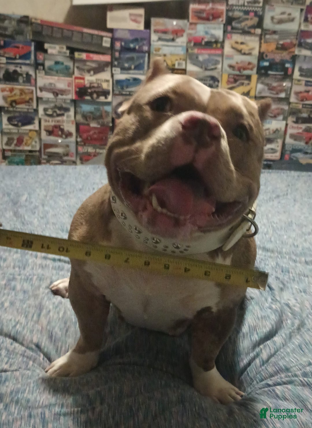 American Bully dogs for sale: Stella - Image 5