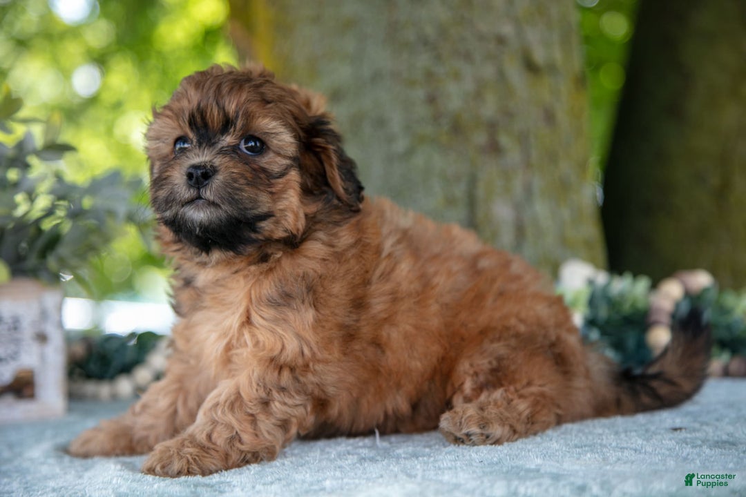 Shihpoo dogs for sale: Morgan - Image 1
