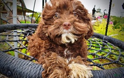 Havapoo dogs for sale: Tucker - Image 10