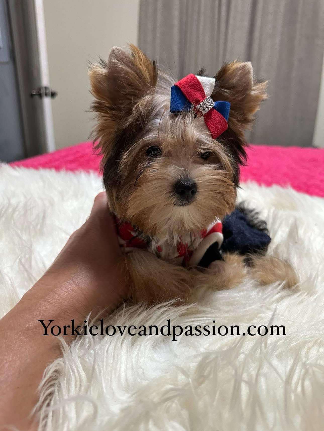 Yorkshire Terrier dogs for sale: Yorkshire Terrier 5 puppies - Image 18