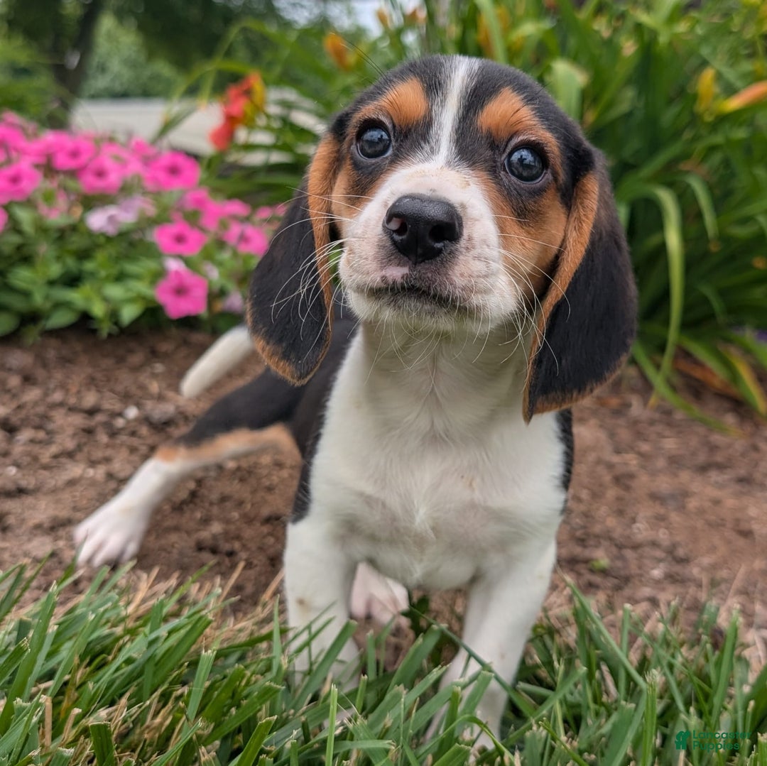 Beagle dogs for sale: Pistacio - Image 10