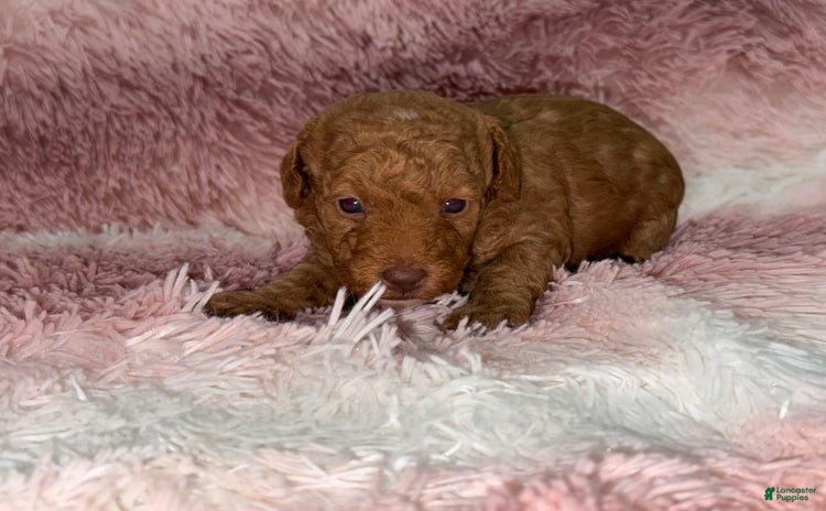 Miniature Poodle dogs for sale - Ad 1