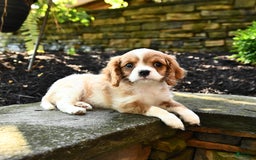 Cavalier King Charles Spaniel dogs for sale: Romeo - Image 5