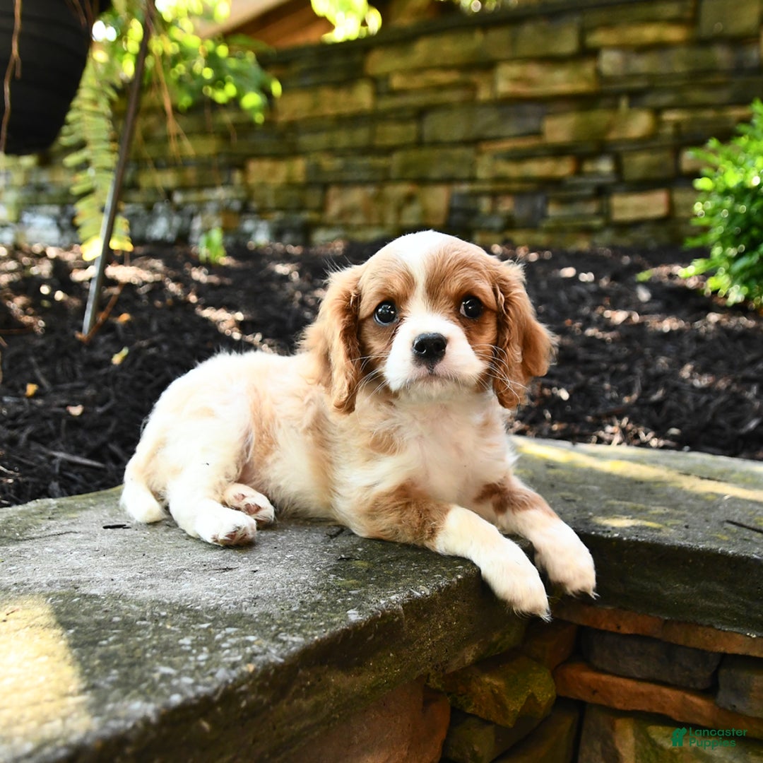Cavalier King Charles Spaniel dogs for sale: Romeo - Image 5