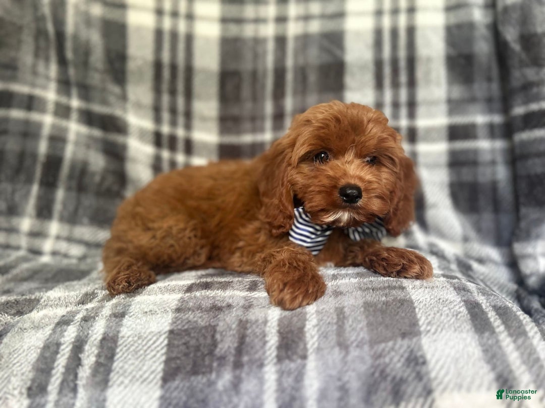 Cavapoo dogs for sale: Dash - Image 4