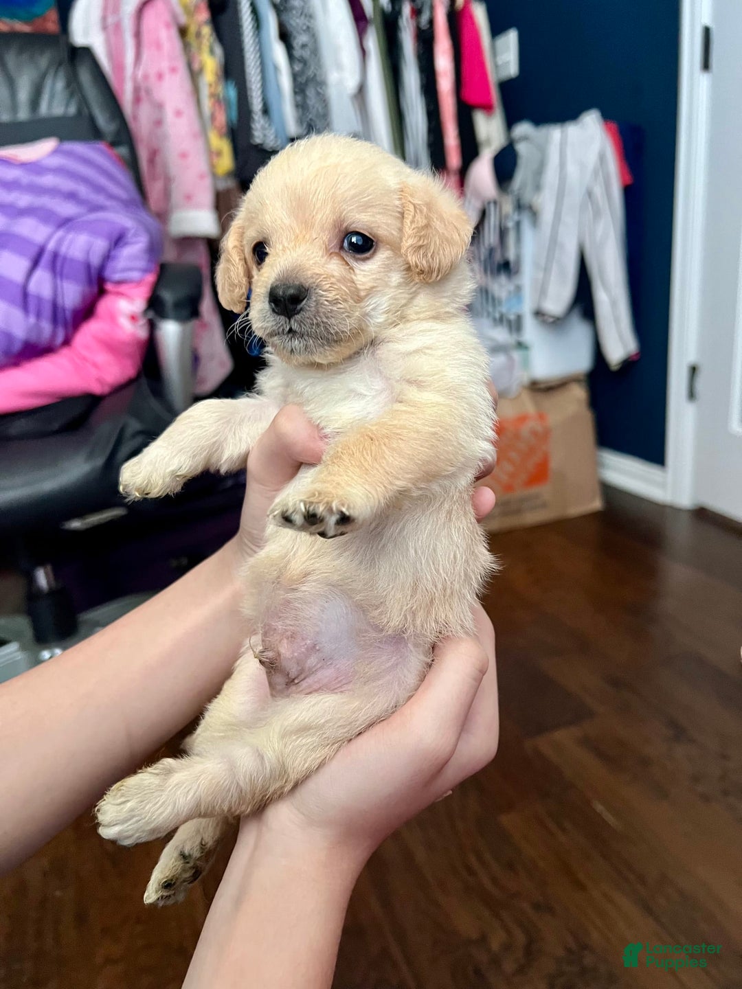 Maltipoo dogs for sale: Tommy - Image 2
