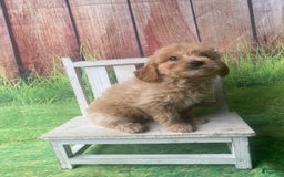 Mini Goldendoodle dogs for sale: Kona - Image 2