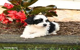 Mini Bernedoodle dogs for sale: Chip - Image 5