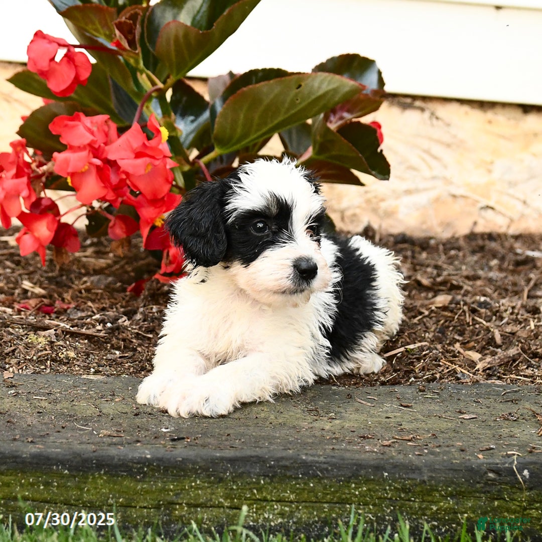 Mini Bernedoodle dogs for sale: Chip - Image 5